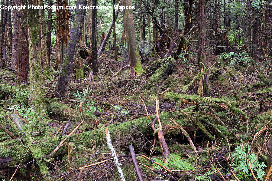 Forest, Vegetation, Jungle, Rainforest, Fir, Redwood, Tree