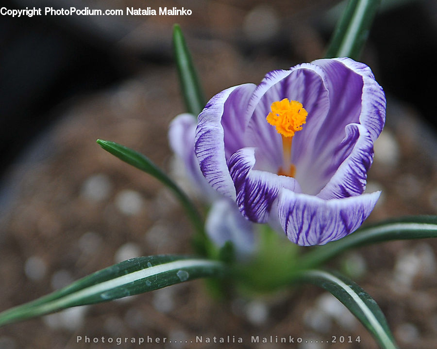 Blossom, Crocus, Flora, Flower, Plant, Aquilegia, Violet