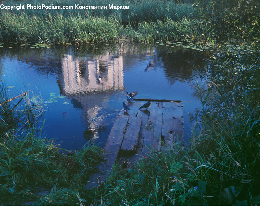 Outdoors, Ripple, Water, Land, Marsh, Pond, Swamp