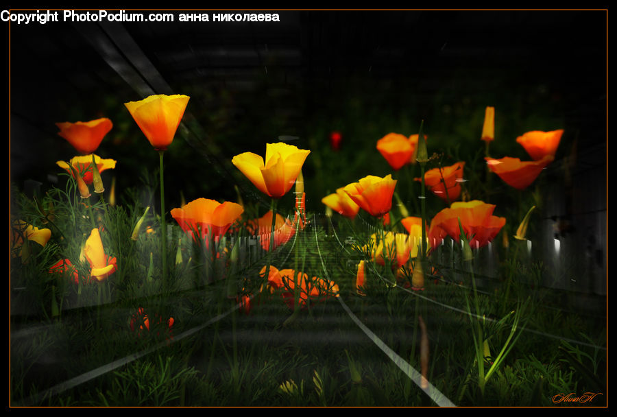 Blossom, Flora, Flower, Plant, Tulip, Potted Plant, Crocus