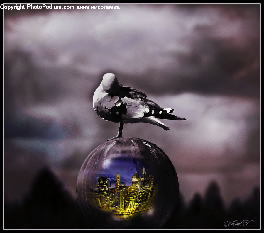Bird, Dove, Pigeon, Sphere