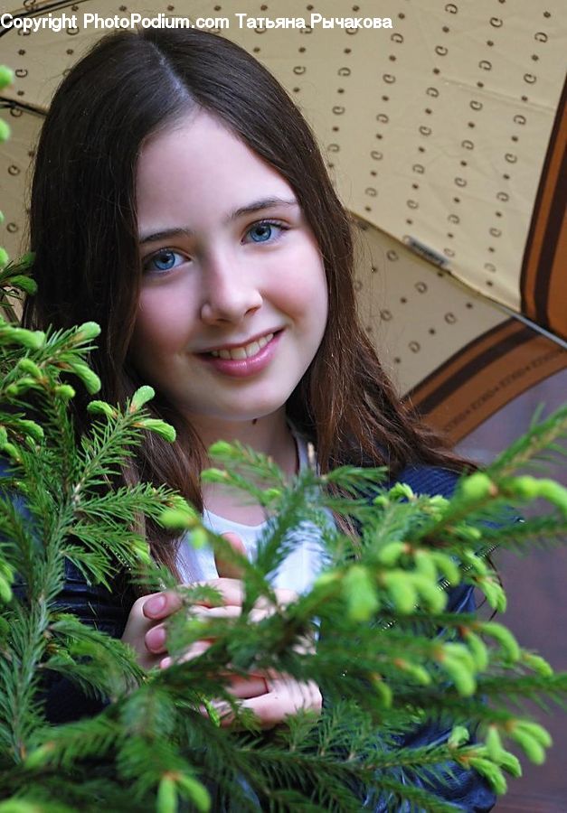 Human, People, Person, Conifer, Plant, Tree, Wood