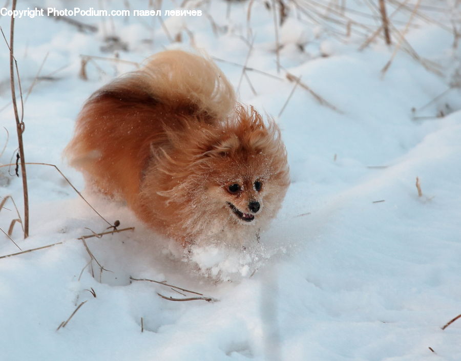 Animal, Chow, Dog, Pet, Canine, Fox, Mammal