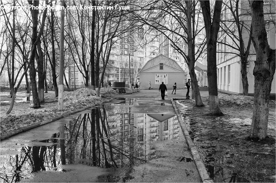 Puddle, Canal, Outdoors, River, Water, Park, Plant