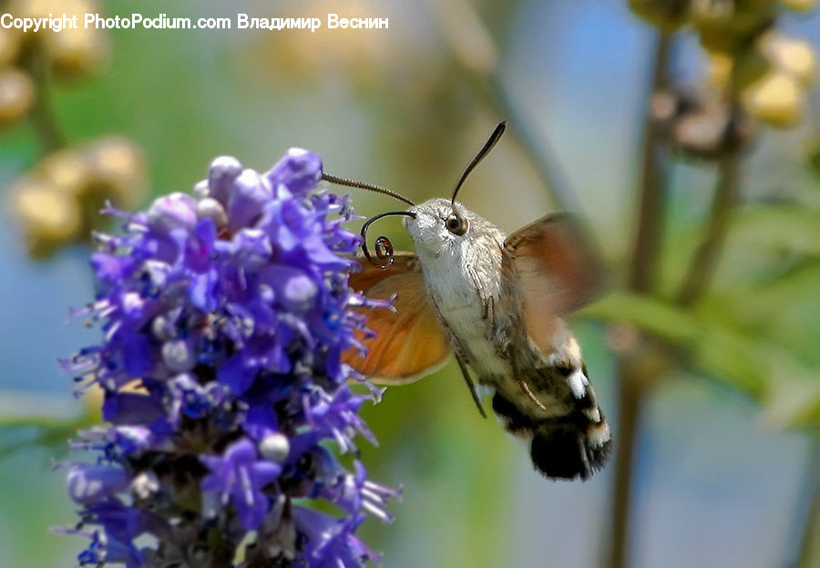 Bee, Insect, Invertebrate, Flower, Lupin, Plant, Blossom