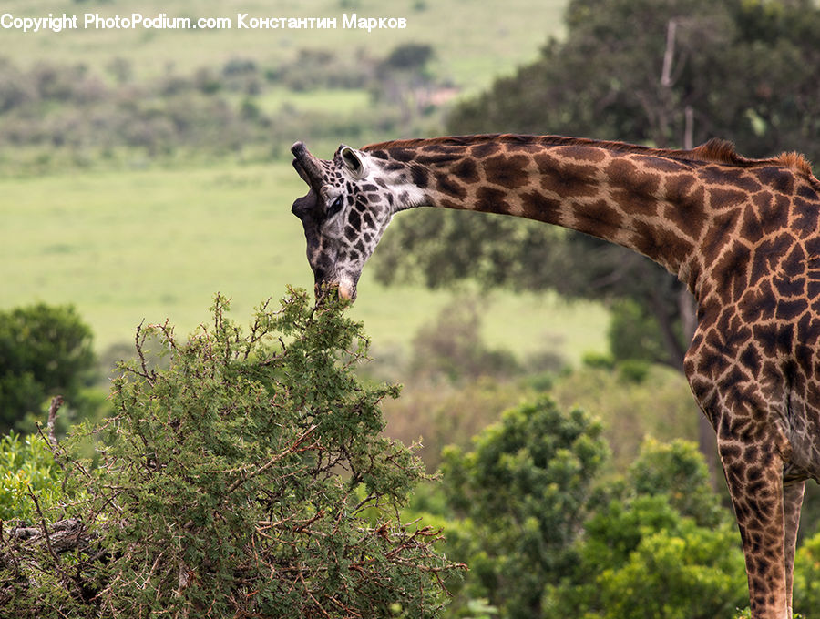 Animal, Giraffe, Mammal, Bird, Kite Bird, Conifer, Plant