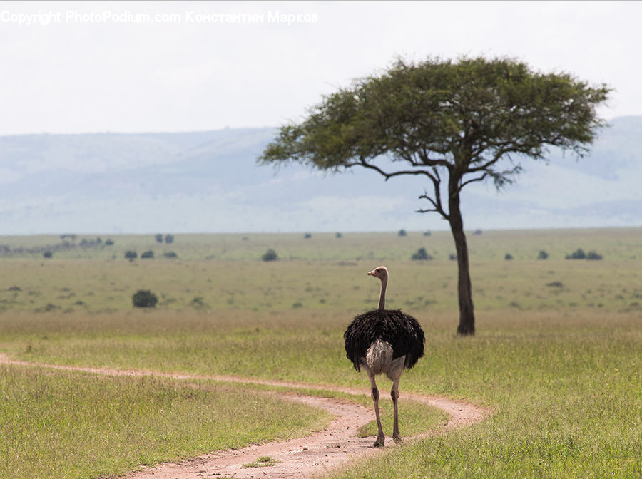 Bird, Ostrich, Dirt Road, Gravel, Road, Grassland, Outdoors