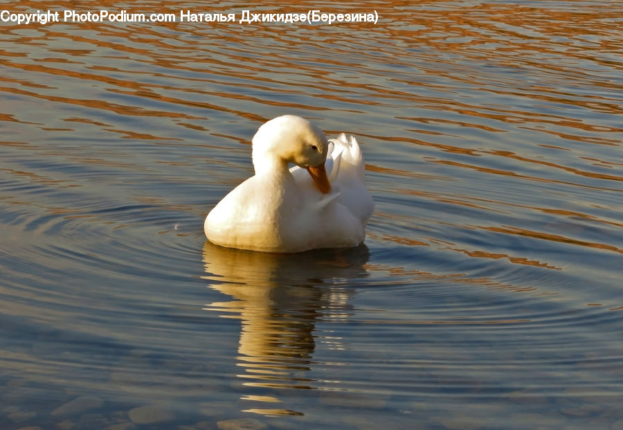 Bird, Waterfowl, Outdoors, Ripple, Water, Duck, Teal
