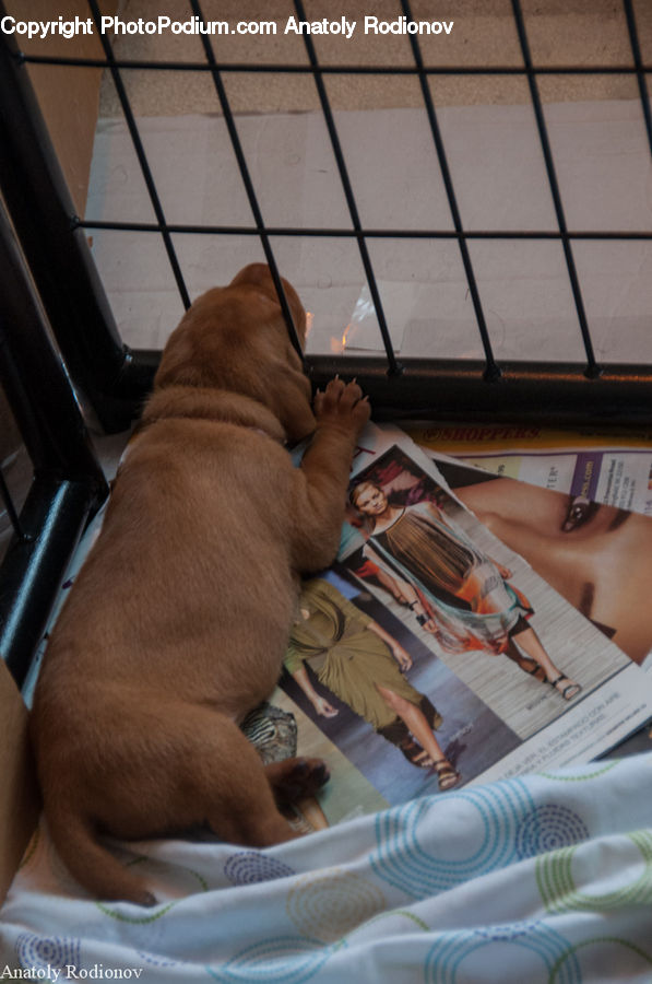 Computer, Electronics, LCD Screen, Laptop, Pc, Animal, Boxer