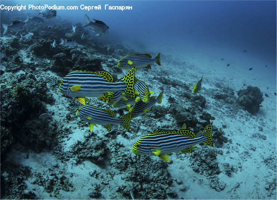 Coral Reef, Outdoors, Reef, Sea, Sea Life, Water, Fish