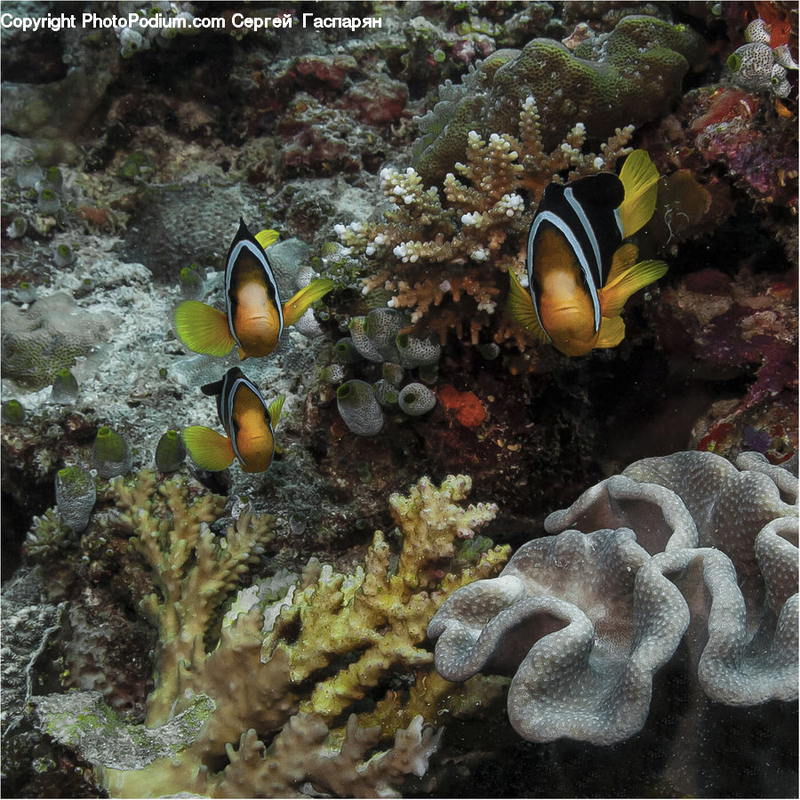 Coral Reef, Outdoors, Reef, Sea, Sea Life, Water, Alcyonacea