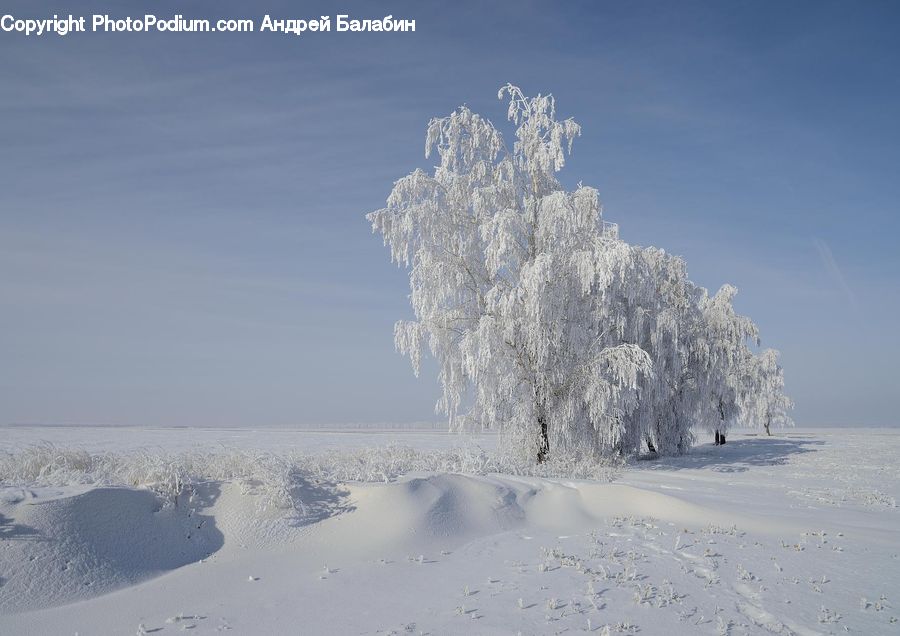 Outdoors, Sand, Soil, Ice, Snow, Conifer, Fir