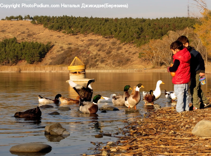 Human, People, Person, Bird, Duck, Teal, Waterfowl