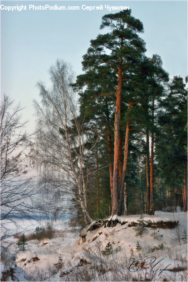 Conifer, Fir, Spruce, Wood, Plant, Tree, Forest