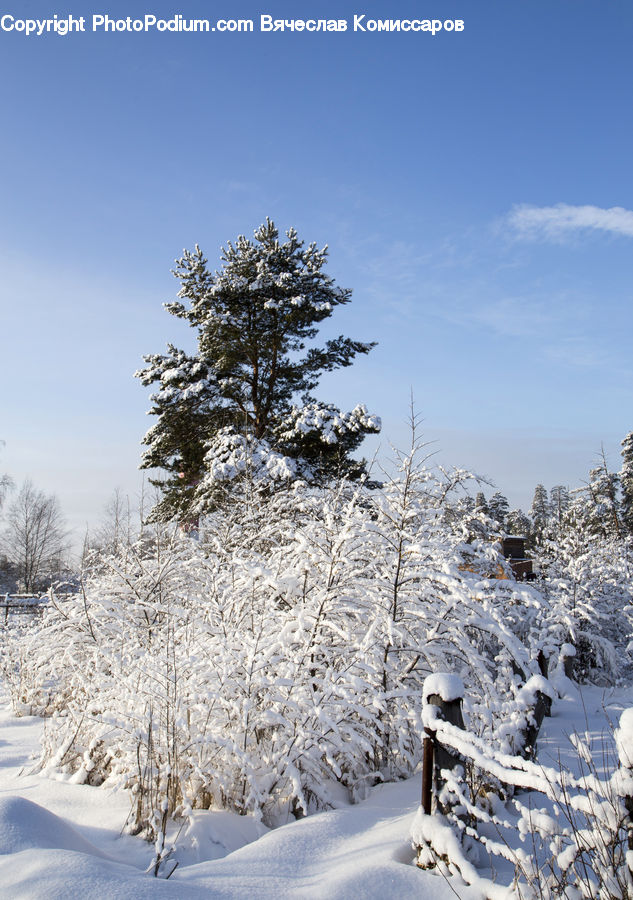 Conifer, Fir, Plant, Tree, Landscape, Nature, Scenery