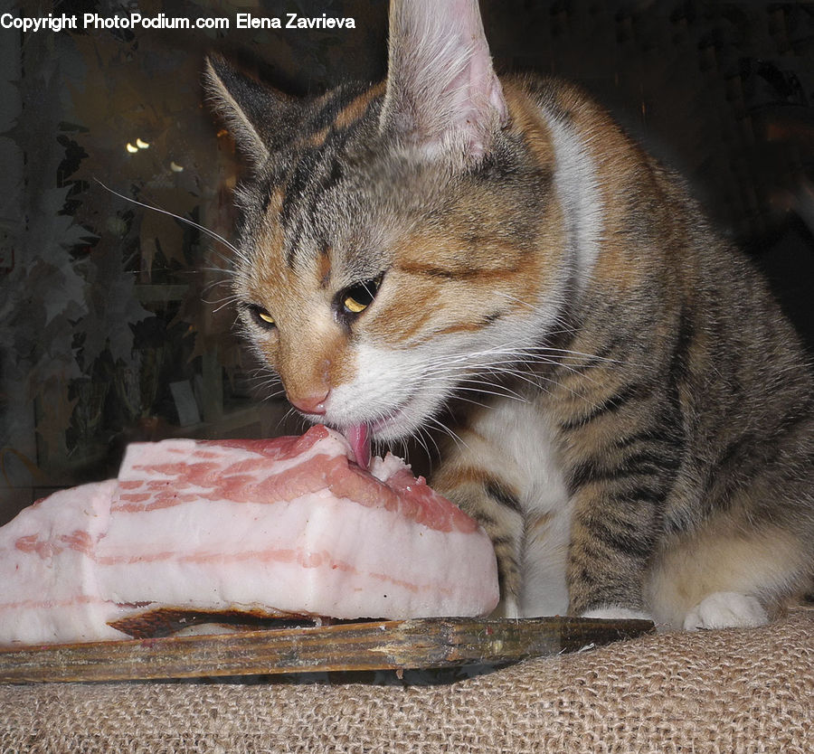 Abyssinian, Animal, Cat, Mammal, Pet, Manx