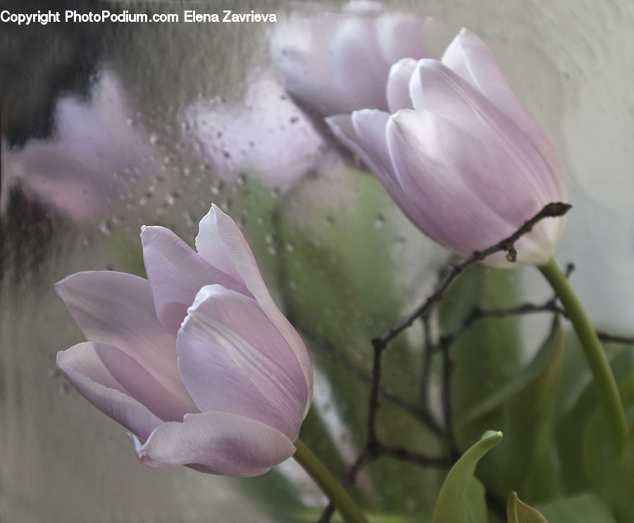 People, Person, Human, Bud, Plant, Blossom, Crocus
