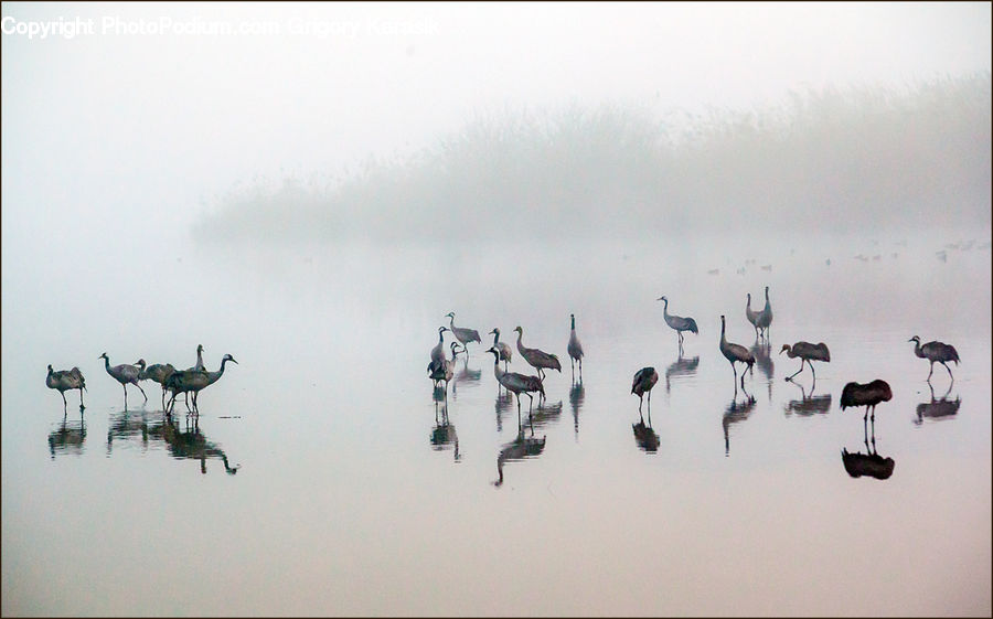 Bird, Crane Bird, Heron, Stork, Collage, Poster, Flamingo