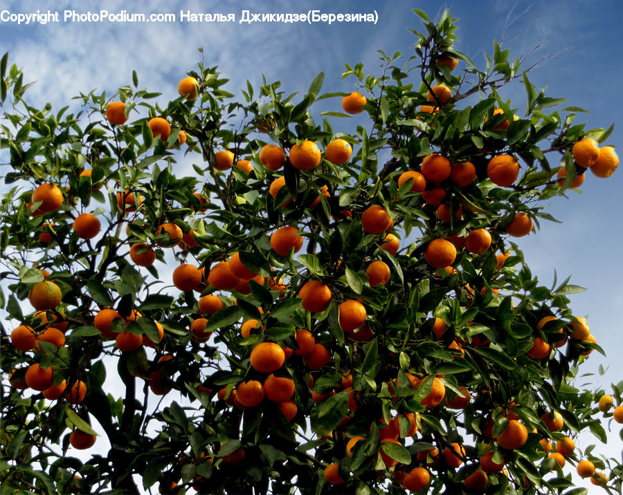 Fruit, Persimmon, Citrus Fruit, Grapefruit