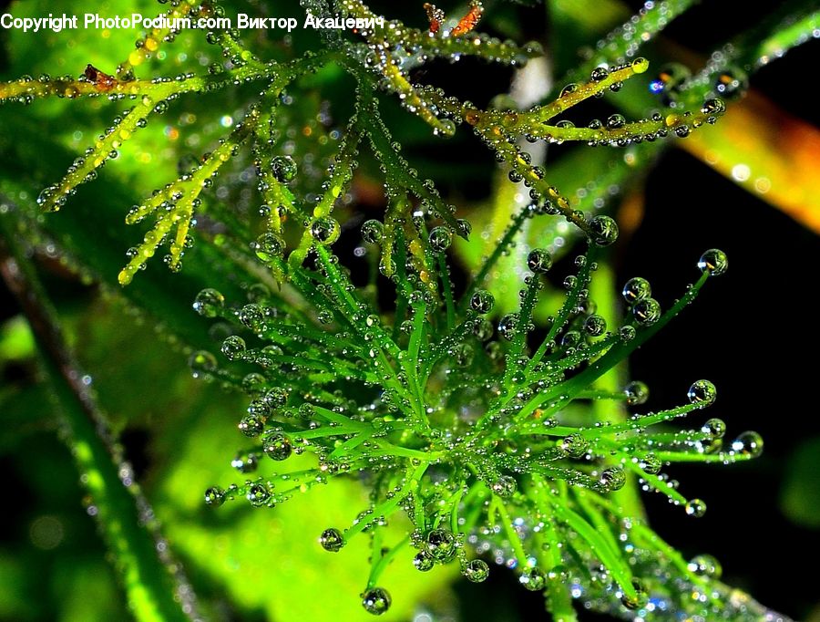Water, Conifer, Fir, Plant, Tree, Dill, Fern
