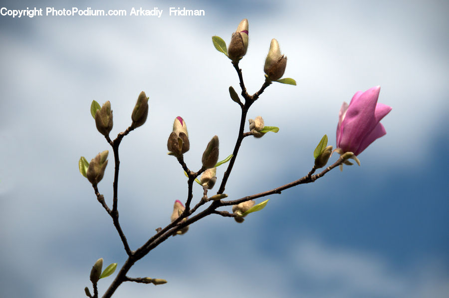 Bud, Plant, Acorn, Seed, Blossom, Flora, Flower