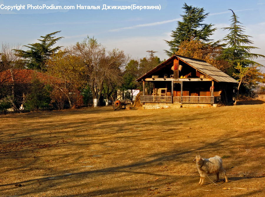 Plant, Tree, Cabin, Hut, Rural, Shack, Shelter
