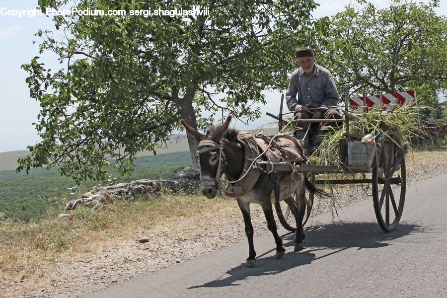 People, Person, Human, Animal, Horse, Mammal, Buggy