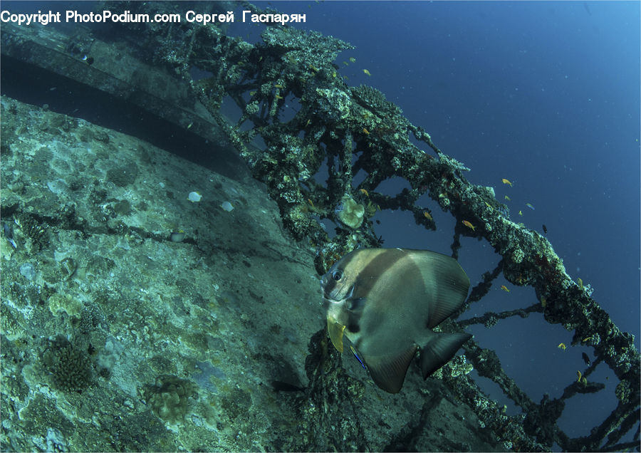Coral Reef, Outdoors, Reef, Sea, Sea Life, Water, Diver