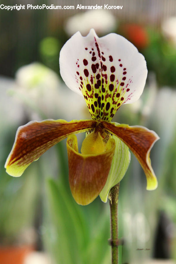 Blossom, Flora, Flower, Plant, Lily, Pollen, Gladiolus