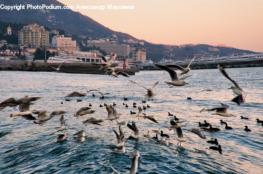 Bird, Booby, Albatross, Seagull, Crane Bird, Heron, Waterfowl
