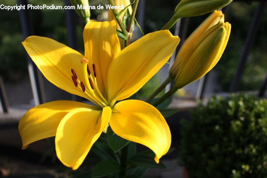 Flora, Flower, Lily, Plant, Blossom, Tulip, Petal
