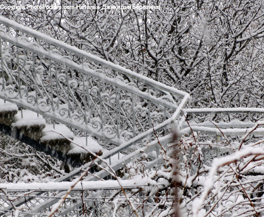 Frost, Ice, Outdoors, Snow, Birch, Tree, Wood