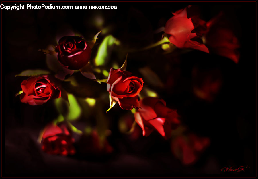 People, Person, Human, Blossom, Flora, Flower, Geranium