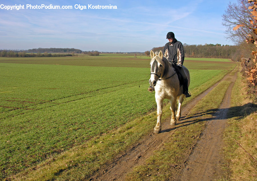 People, Person, Human, Animal, Horse, Mammal, Dirt Road