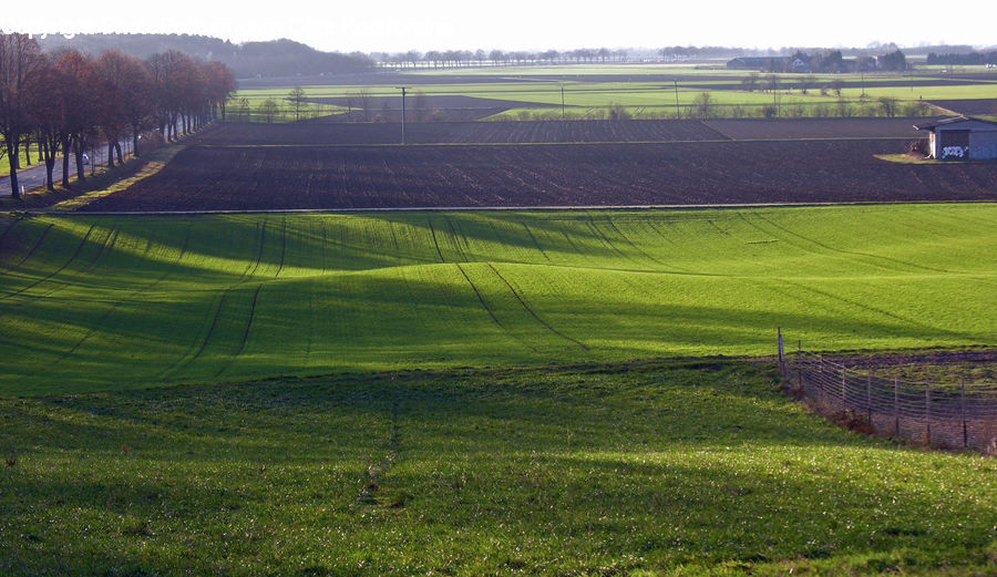 Field, Grass, Grassland, Land, Outdoors, Soil, Plant