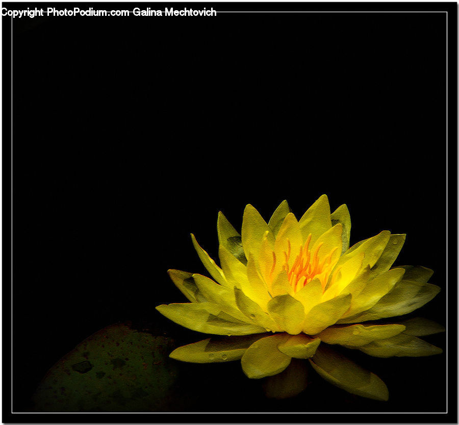 Flower, Lily, Plant, Pond Lily, Blossom, Dahlia, Flora