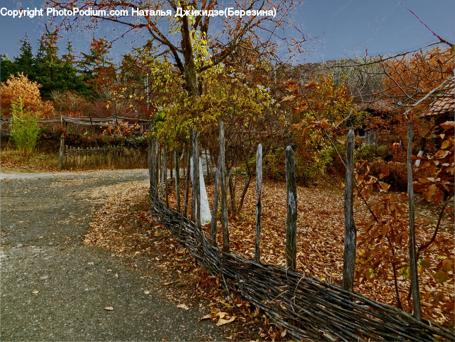 Dirt Road, Gravel, Road, Birch, Tree, Wood, Conifer