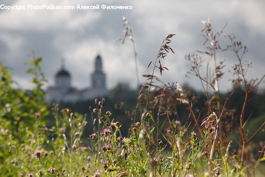 Grass, Plant, Reed, Field, Grassland, Blossom, Flora