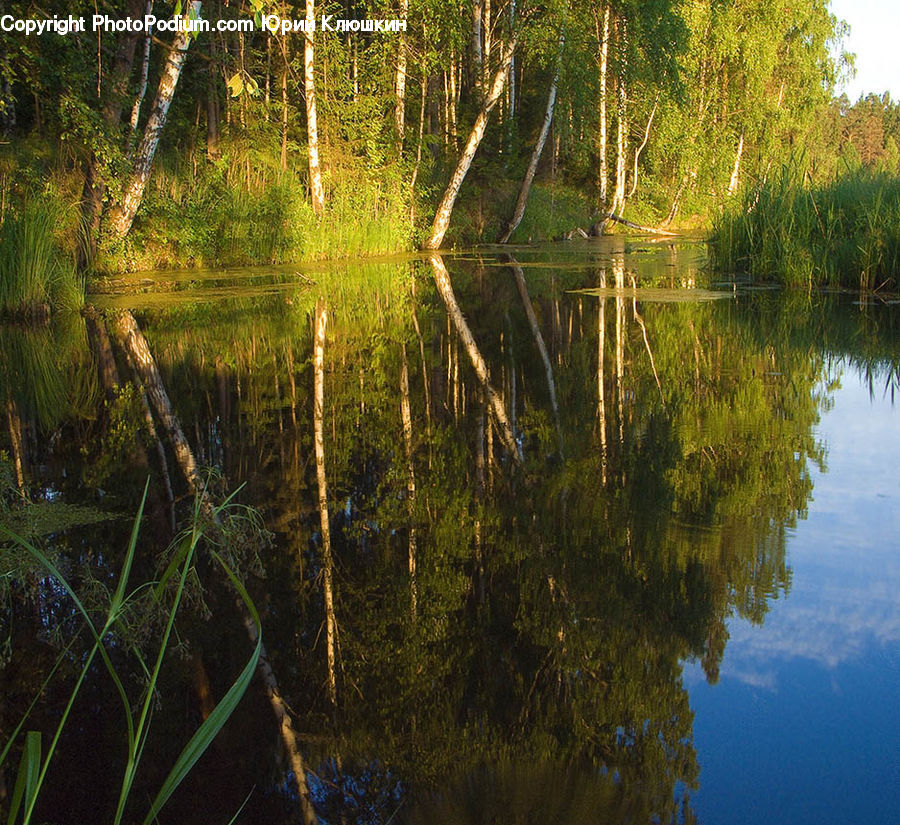 Outdoors, Pond, Water, Land, Marsh, Swamp, Forest
