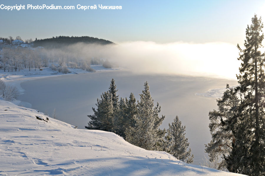 Ice, Outdoors, Snow, Conifer, Fir, Spruce, Wood