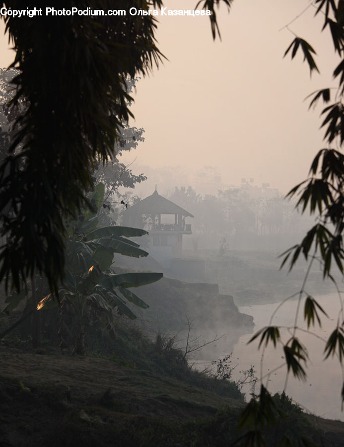 Forest, Jungle, Rainforest, Vegetation, Landscape, Nature, Scenery