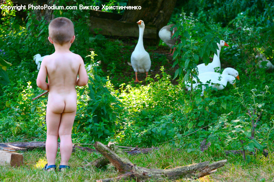 Human, People, Person, Bird, Goose, Waterfowl, Torso