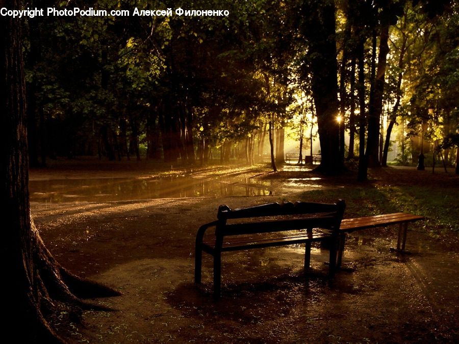 Bench, Park Bench, Outdoors, Forest, Vegetation, Dirt Road, Gravel