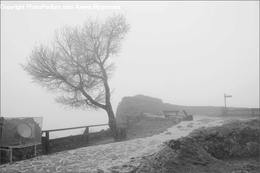 Frost, Ice, Outdoors, Snow, Countryside, Plant, Tree