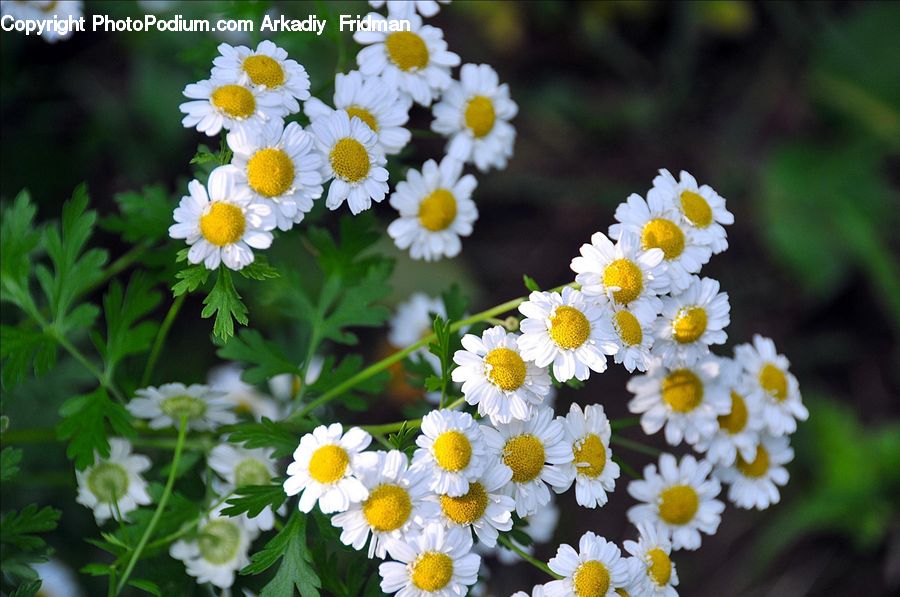Daisies, Daisy, Flower, Plant, Flora, Pollen, Blossom