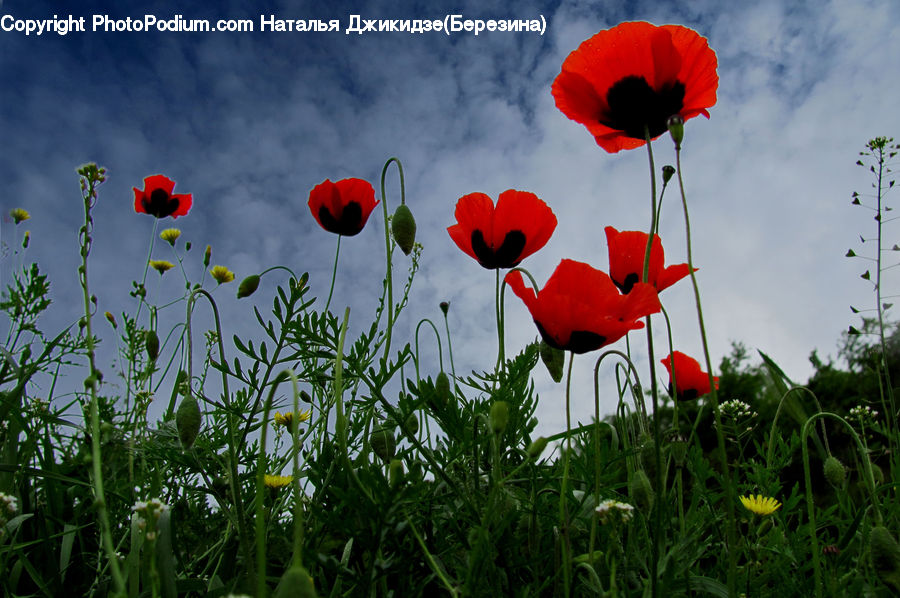 Blossom, Flora, Flower, Plant, Poppy, Tulip, Fiber