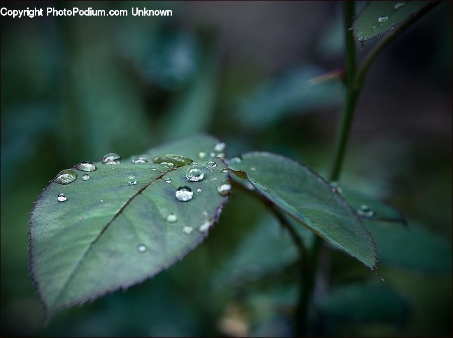 Plant, Leaf, Blossom, Flora, Flower, Acanthaceae, Annonaceae
