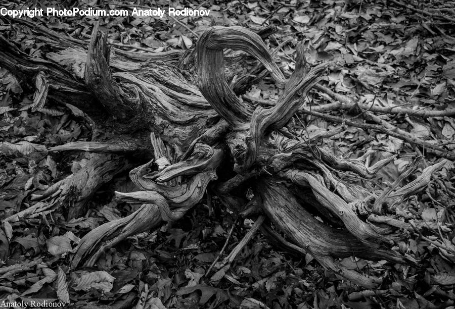 Soil, Ground, Plant
