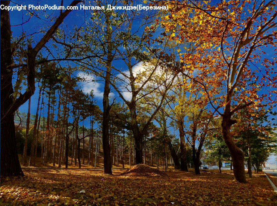 Plant, Tree, Oak, Wood, Forest, Vegetation, Grove