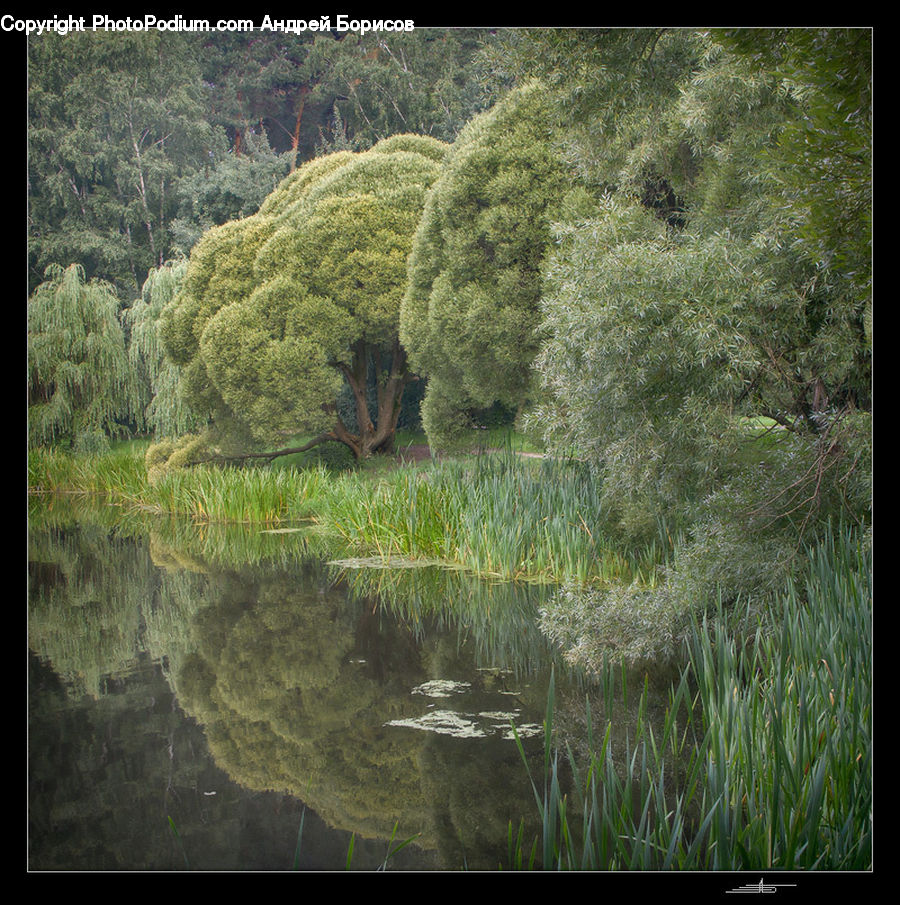 Conifer, Fir, Plant, Tree, Algae, Vegetation, Moss